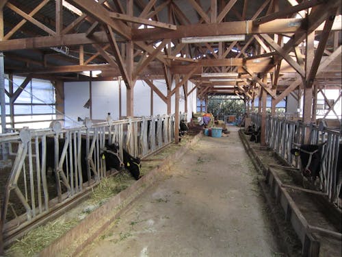 共同牛舎の様子