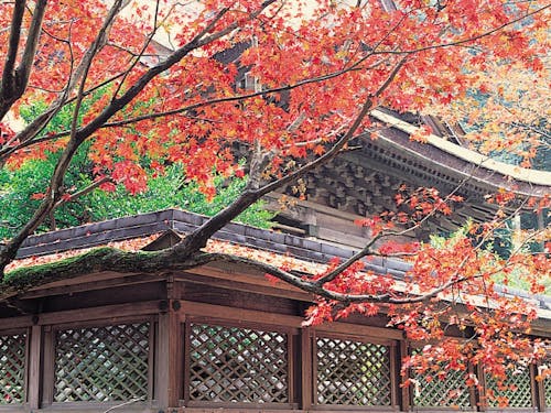 秋の養父市をお楽しみください