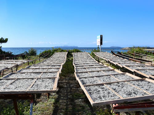 海の幸いっぱい