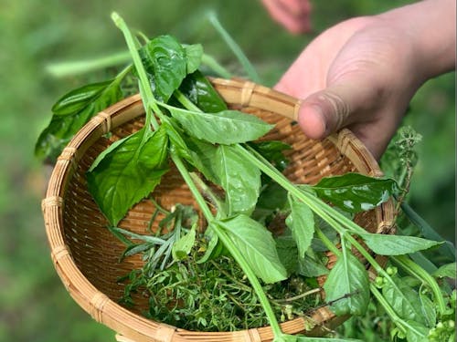 アロマロウリュに利用する予定の勝山産のハーブ