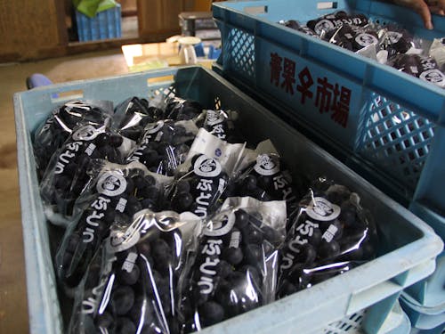 大房でみずみずしく糖度も高い「豊岡ぶどう」