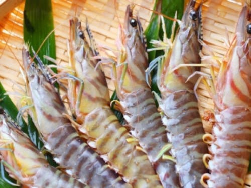 秋穂地域は車海老の養殖発祥の地でもあります