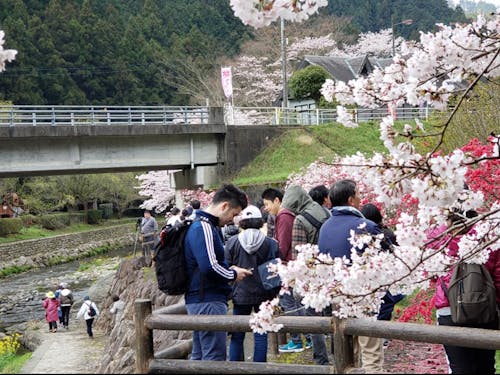 桃の花を見ながら楽しくフットパス
