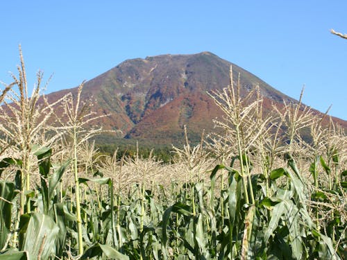 岩木山の麓(嶽地区)でとれる「きみ(とうもろこし)」は格別