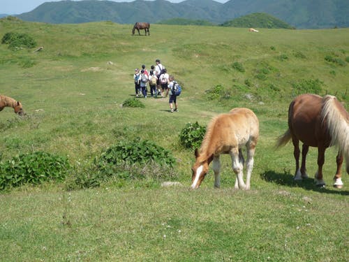 放牧地では牛や馬がのびのび暮らしています
