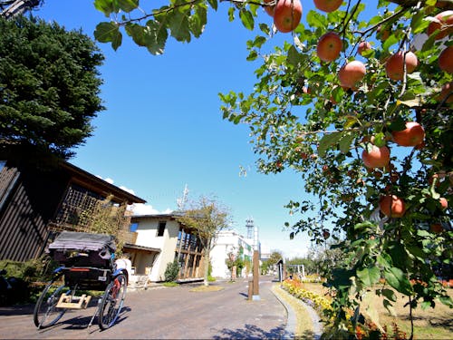 地元の中学生がお世話をする、中心市街地のりんご並木
