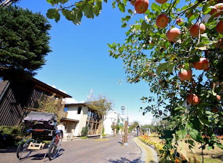 地元の中学生がお世話をする、中心市街地のりんご並木