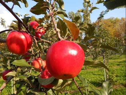 果樹園でのリンゴ狩りシーズン！