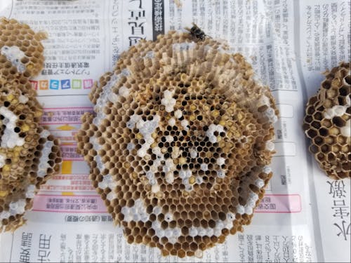 これぞニッチな楽しみ、「すがれおい」