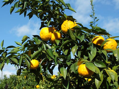 【香美市】香り高い“ゆず”　高知県は国内生産量全国1位！