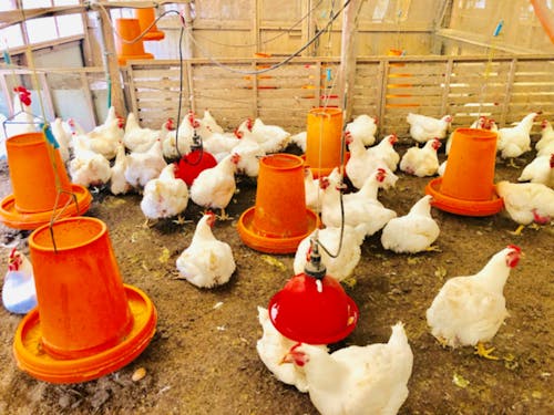 【可能性】を秘めた『土佐極鶏あしずりキング』