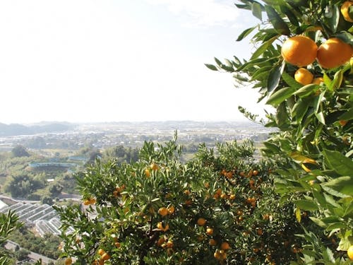 山北みかんの産地