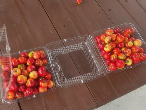 アセローラの収穫