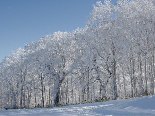 市内で見れる樹氷