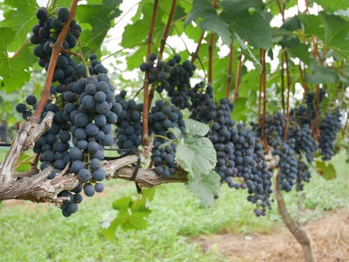 ワイン専用品種メルロー