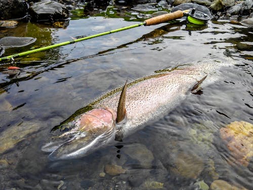 オーダーメイドツアーではこんな大型ニジマスに出会えることも!