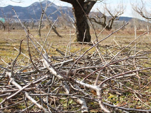 収穫シーズンが終わると、大量に出る剪定枝