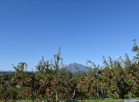 たわわに実るりんごと津軽富士・岩木山。