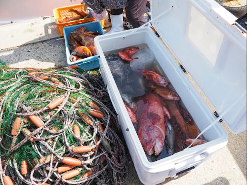 見島は溶岩台地のため好漁場 釣りしませんか?