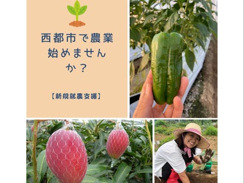 宮崎県西都市で農業にチャレンジしませんか?