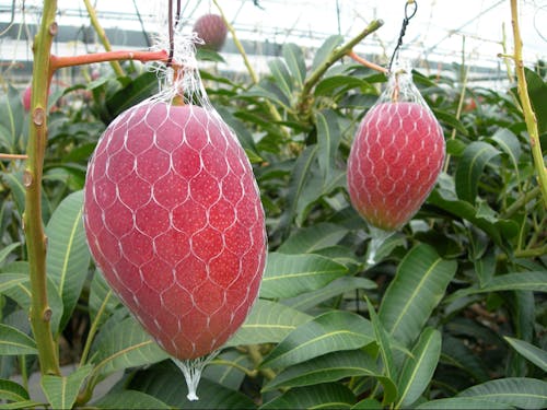 西都産のマンゴー