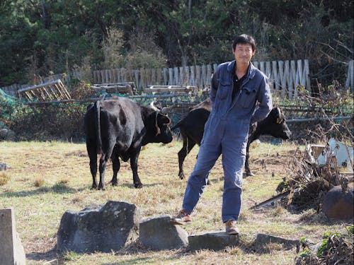 後継者不足に悩む見島牛の飼育で奮闘中!花田隊員