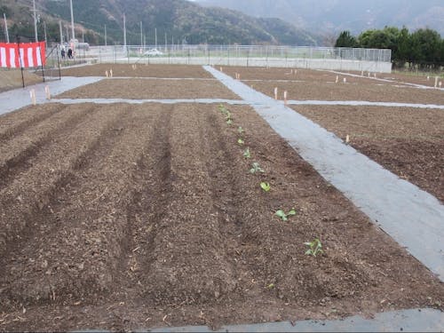 「美浜東美し野いきいき農園」の様子