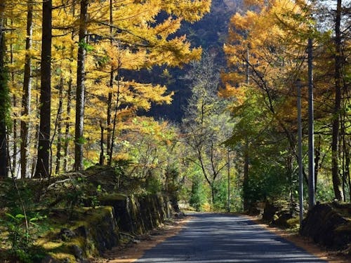 住宅地跡に残る石垣は賑わっていた時代を彷彿とさせます