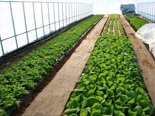 現在は葉物野菜を栽培している