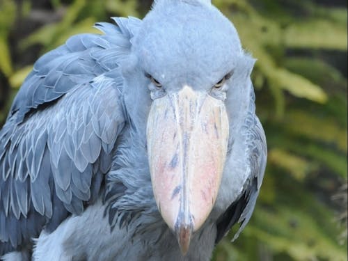 高知県立のいち動物公園~ハシビロコウ~