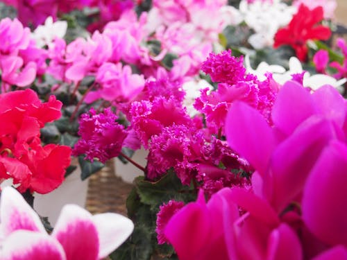 八ヶ岳中央農業実践大学校のシクラメン