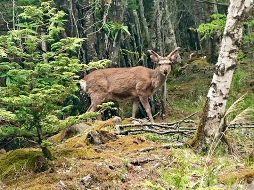 八ヶ岳の森に住む鹿