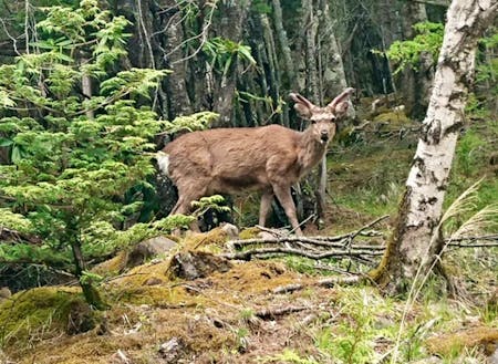 八ヶ岳の森に住む鹿