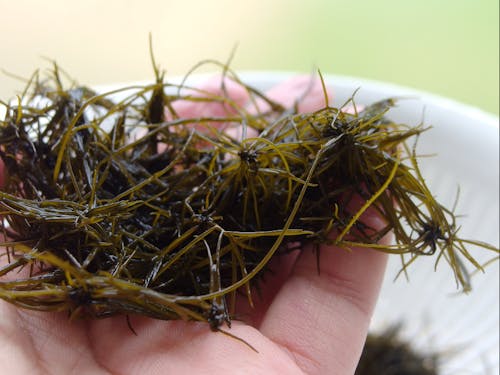 希少海藻まつも