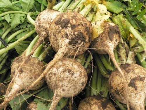 そばの薬味 村の特産品である親田辛味大根