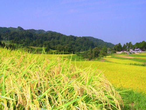 神子原の棚田風景