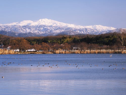 木場潟からみる白山