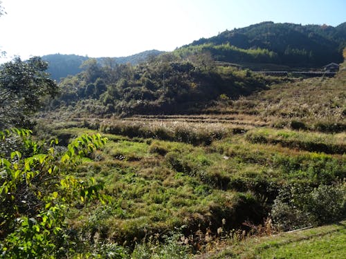 耕作放棄地現状②