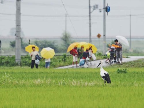 特別天然記念物コウノトリが身近に