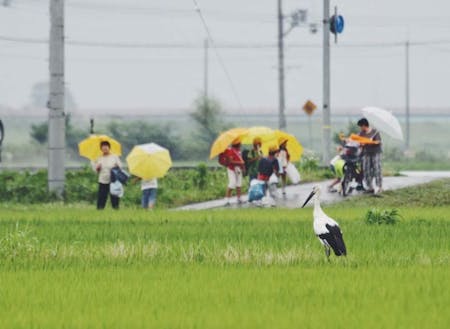 特別天然記念物コウノトリが身近に