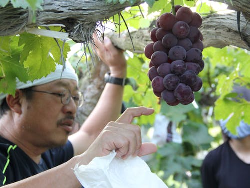 主流に栽培されているピオーネ