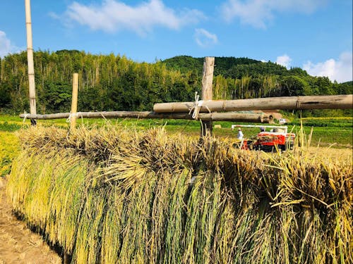 秋に行う稲刈りの様子。
