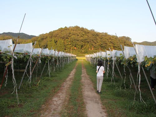 ぶどう園地の風景