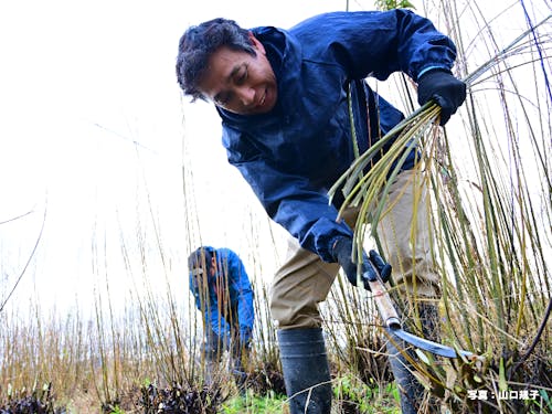 杞柳細工の原料となる「コリヤナギ」