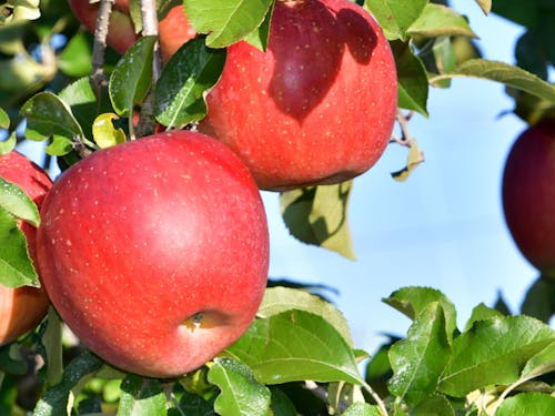 栽培から農園管理まで幅広く携わる