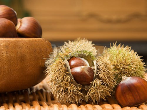 笠間の栗は栽培面積日本イチ