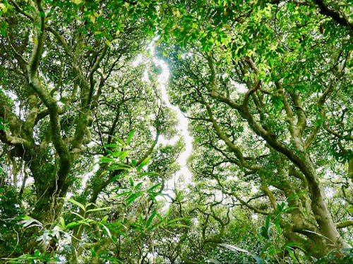南北入り混じる豊かな植生
