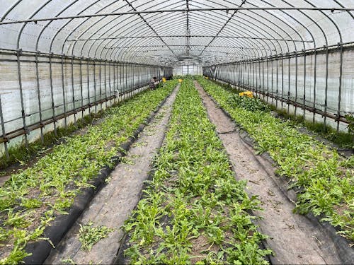 少量多品目の農業を展開してます。