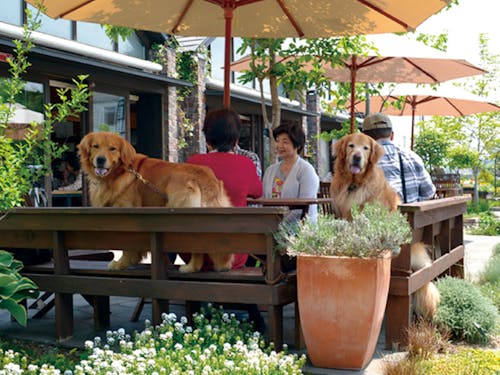 犬連れの方はテラスで