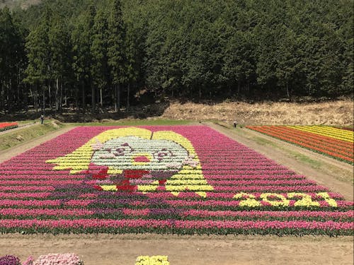 たんとうチューリップまつり(毎年4月開催)